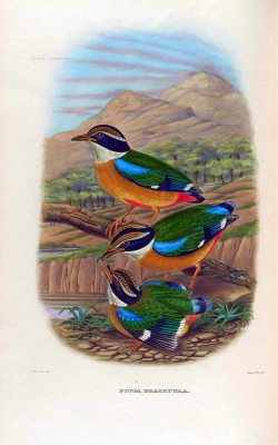 Indian Pitta
