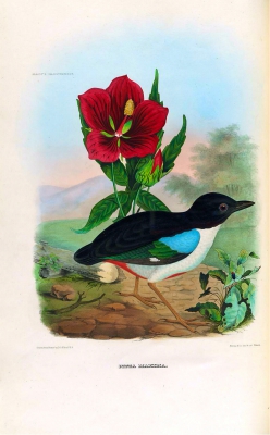 Ivory-breasted Pitta
