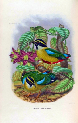 Malayan Banded Pitta
