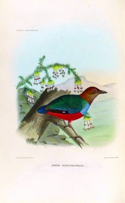 Moluccan Red-bellied Pitta
