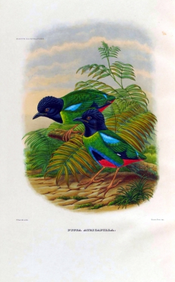 New Guinea Pitta
