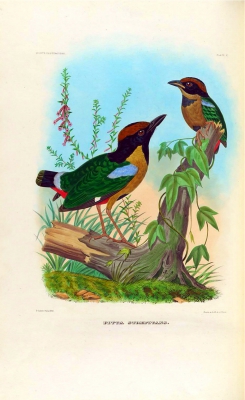 Noisy Pitta
