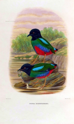 Rosenbergs Hooded Pitta
