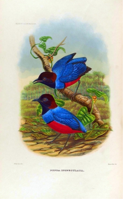 Talaud Red-bellied Pitta
