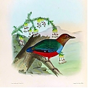 Moluccan_Red-bellied_Pitta.jpeg