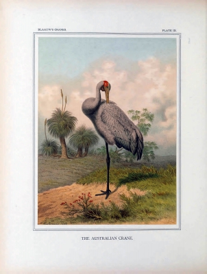Australian Crane
