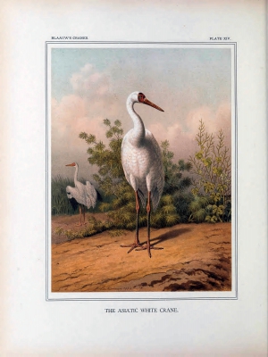 Siberian crane
