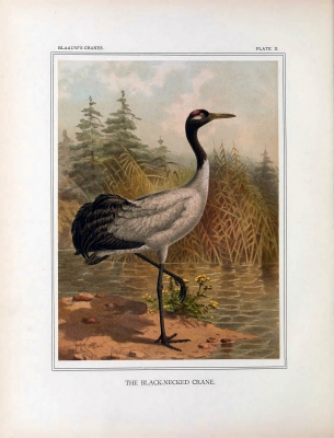 black-necked crane
