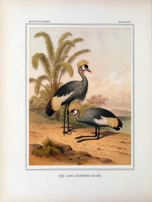 cape crowned crane
