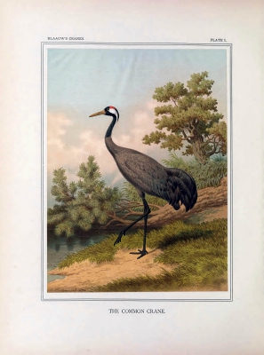 common crane
