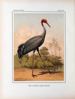 sarus crane
