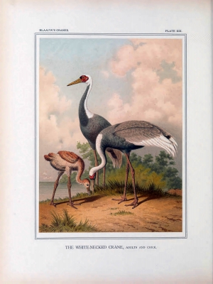 white-necked crane
