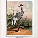 red-crowned_crane.jpeg