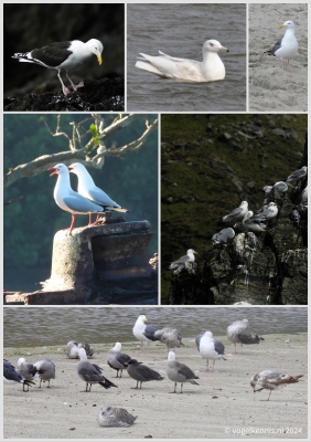 Larus marinus, Larus hyperboreus, Larus occidentalis, Chroicocephalus novaehollandiae, Rissa tridactyla, Larus heermanni
