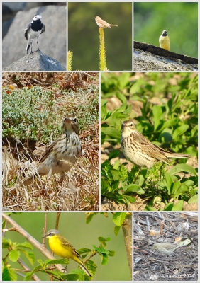 Motacilla alba,  Anthus trivialis, Motacilla cinerea, Anthus berthelotii, Anthus pratensis, Motacilla flava, Anthus spinoletta
