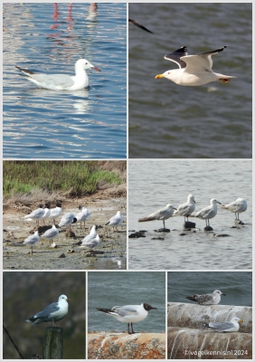 Chroicocephalus genei, Larus fuscus, Ichthyaetus melanocephalus, Larus audouinii, Larus canus,  Chroicocephalus ridibundus, Larus argentatus
