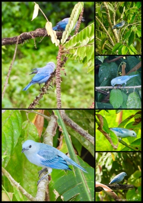 Bisschoptangare - Blue tanager - Thraupis episcopus
