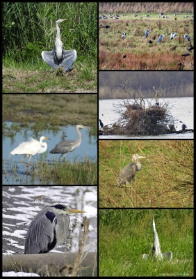 Blauwe reiger - Grey Heron - Ardea cinerea

