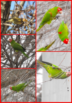 Red-masked parakeet - Ecuadoraratinga - Psittacara erythrogenys
