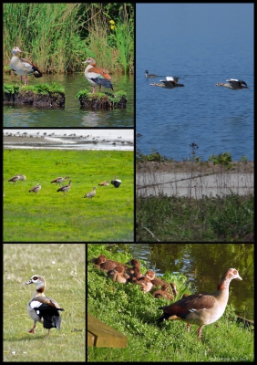 Nijlgans - Egyptian goose - Egyptian goose - Alopochen aegyptiaca
