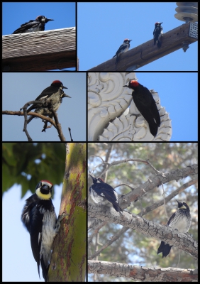 Eikelspecht - Acorn Woodpecker -Melanerpes formicivorus
