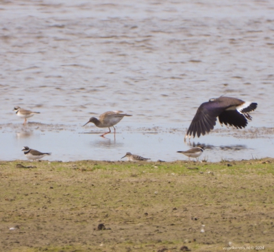 Breedbekstrandloper - Calidris falcinellus - Broad-billed sandpiper
