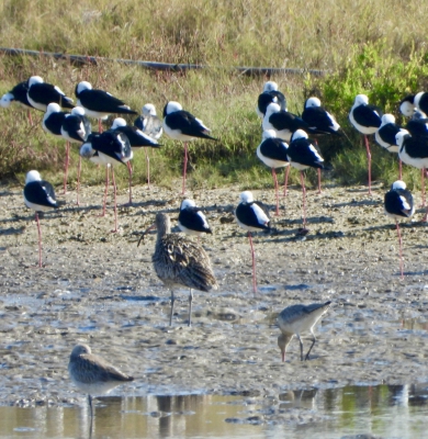 Siberische wulp - Numenius madagascariensis - Far eastern curlew
