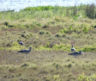 Siberische wulp - Numenius madagascariensis - Far eastern curlew
