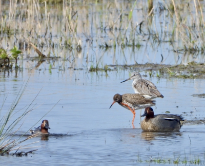 Tureluur met Groenpootruiter en Wintertalingen
