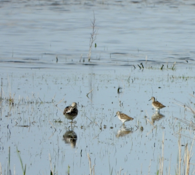 Bosruiters met Groenpootruiter
Natte graslanden april 24
