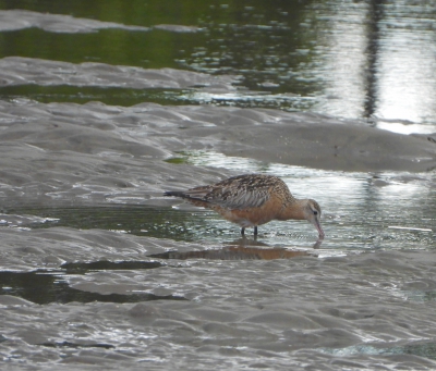 rosse grutto - Limosa lapponica - Bar-tailed Godwit
NSW Australië, juni 2024
