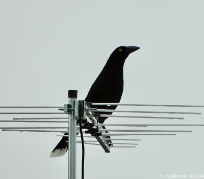 Bonte klauwierkraai - Strepera graculina - Pied Currawong
