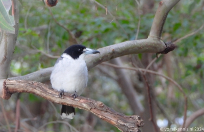 Grijsrugorgelvogel - Cracticus torquatus - Grey Butcherbird
