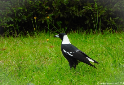 Zwartrugfluitvogel - Gymnorhina tibicen - Australian magpie
