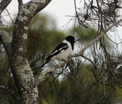 zwartkeelorgelvogel - Cracticus nigrogularis - Pied butcherbird
