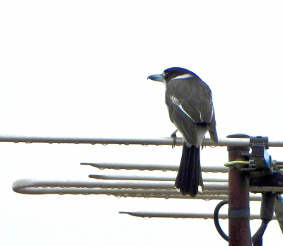Grijsrugorgelvogel - Cracticus torquatus - Grey butcherbird
