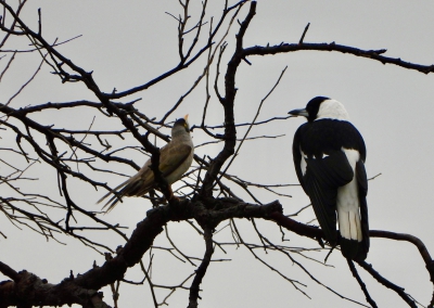 Zwartrugfluitvogel - Gymnorhina tibicen - Australian magpie
