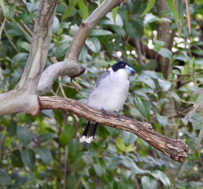 Grijsrugorgelvogel - Cracticus torquatus - Grey butcherbird
