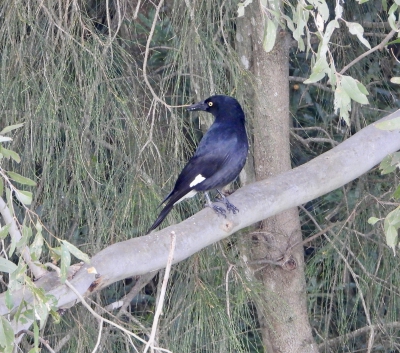 Bonte klauwierkraai - Strepera graculina - Pied Currawong
