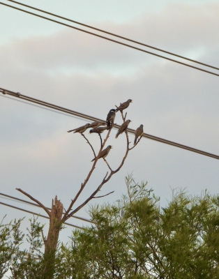 Grijsrugorgelvogel - Cracticus torquatus - Grey butcherbird
Belaagd door Tuinhoningeters
