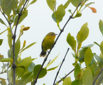  Gele doornsnavel - Acanthiza nana - Yellow thornbill
