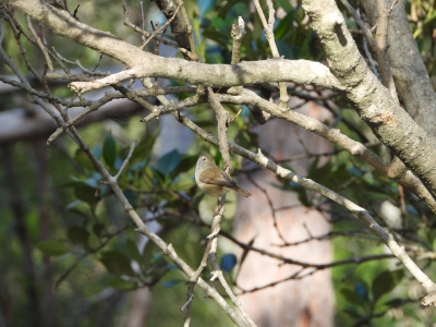 Bruine doornsnavel - Acanthiza pusilla - Brown thornbill
