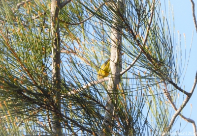 Gele doornsnavel - Acanthiza nana - Yellow thornbill 
