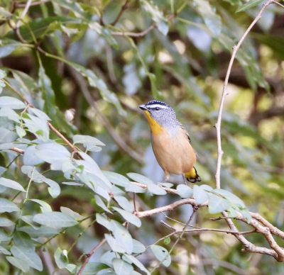  Gevlekte diamantvogel - Pardalotus punctatus - Spotted pardalote
