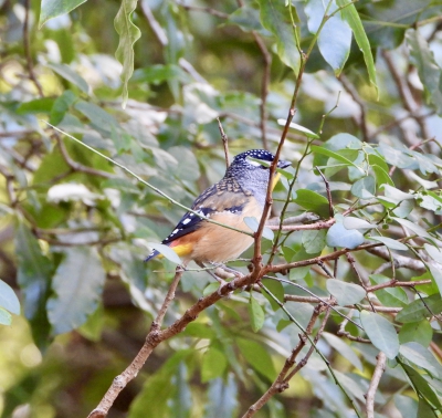 Gevlekte diamantvogel - Pardalotus punctatus - Spotted pardalote
