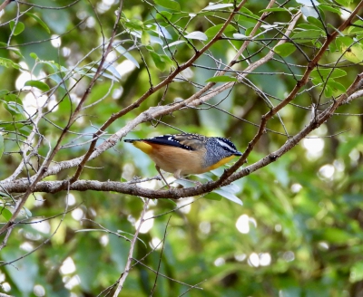 Gevlekte diamantvogel - Pardalotus punctatus - Spotted pardalote
