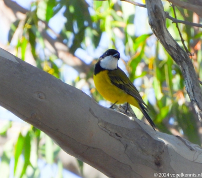 Gouden fluiter - Australian golden whistler - Pachycephala pectoralis
