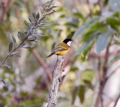 Gouden fluiter - Australian golden whistler - Pachycephala pectoralis
