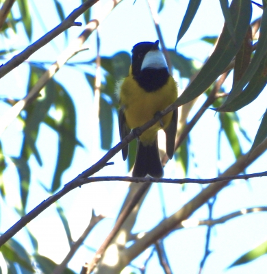 Gouden fluiter - Australian golden whistler - Pachycephala pectoralis
