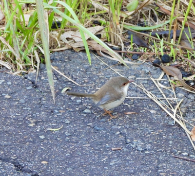 Ornaatelfje (F) - Malurus cyaneus - Superb fairywren
